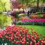 Millions of tulips and daffodils bloomed in Keukenhof Park in the Netherlands