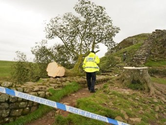 In the UK, an attacker cut down the famous "Robin Hood Tree"