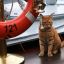 Singapore launches cruises for cats