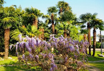 Palm trees are dying massively in Sochi