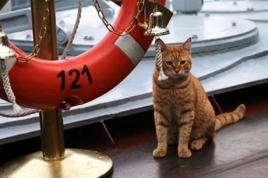 Singapore launches cruises for cats