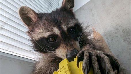 Raccoons smashed a cafe in Russia