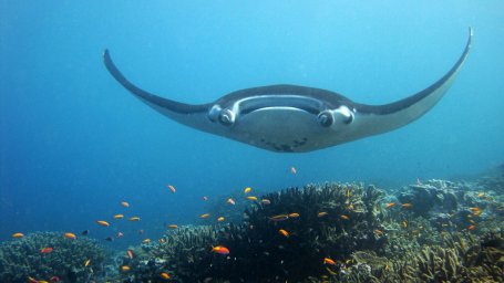 In Mexico, a tourist in the sea was attacked by a giant stingray