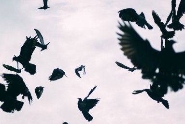 Crows attacked passers-by in Dresden, Germany, there are victims