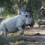 In India, seven tourists were injured in a rhino attack