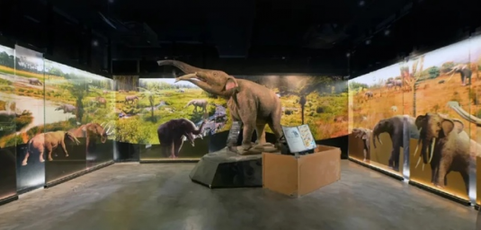 Elephant Museum opened in Thailand