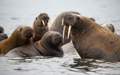 A natural park for the protection of walruses was created in Yamal