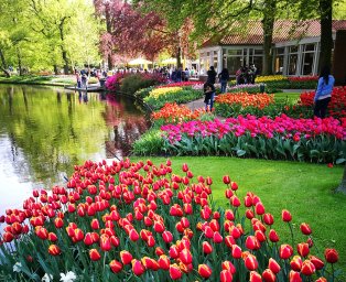 Millions of tulips and daffodils bloomed in Keukenhof Park in the Netherlands