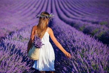 Lavender Festival to be held in Turkey