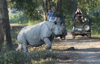 In India, seven tourists were injured in a rhino attack
