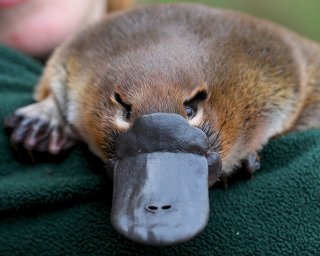 Platypuses are dying out in Australia