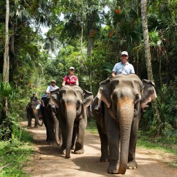 Запрет прогулок на слонах в Индонезии Запрет прогулок на слонах в Индонезии