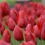 В Никитском ботаническом саду в Крыму пройдёт парад тюльпанов